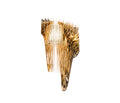 SLAMP Aria Applique Gold – wall light by Zaha Hadid